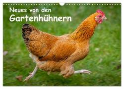 Neues von den Gartenhühnern (Wandkalender 2024 DIN A3 quer), CALVENDO Monatskalender