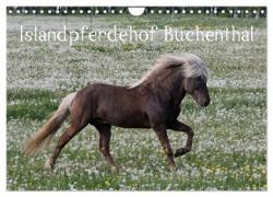 Islandpferdehof Buchenthal (Wandkalender 2024 DIN A4 quer), CALVENDO Monatskalender