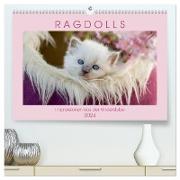 RAGDOLLS Impressionen aus der Kinderstube (hochwertiger Premium Wandkalender 2024 DIN A2 quer), Kunstdruck in Hochglanz