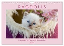 RAGDOLLS Impressionen aus der Kinderstube (Wandkalender 2024 DIN A4 quer), CALVENDO Monatskalender