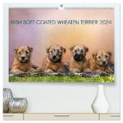 IRISH SOFT COATED WHEATEN TERRIER 2024 (hochwertiger Premium Wandkalender 2024 DIN A2 quer), Kunstdruck in Hochglanz