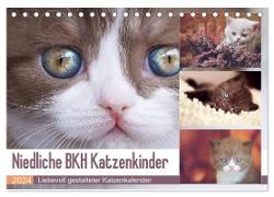 Niedliche BKH Katzenkinder (Tischkalender 2024 DIN A5 quer), CALVENDO Monatskalender