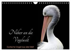 Näher an die Vogelwelt - Exotische Vögel aus aller Welt (Wandkalender 2024 DIN A4 quer), CALVENDO Monatskalender