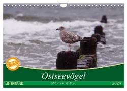 Ostseevögel (Wandkalender 2024 DIN A4 quer), CALVENDO Monatskalender