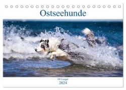 Ostseehunde (Tischkalender 2024 DIN A5 quer), CALVENDO Monatskalender