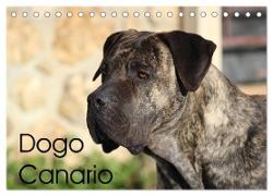 Dogo Canario (Tischkalender 2024 DIN A5 quer), CALVENDO Monatskalender