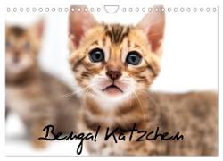 Bengal Kätzchen (Wandkalender 2024 DIN A4 quer), CALVENDO Monatskalender