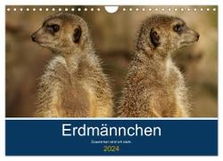 Erdmännchen - Zusammen sind wir stark (Wandkalender 2024 DIN A4 quer), CALVENDO Monatskalender