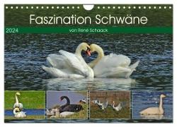 Faszination Schwäne (Wandkalender 2024 DIN A4 quer), CALVENDO Monatskalender