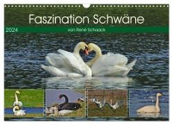 Faszination Schwäne (Wandkalender 2024 DIN A3 quer), CALVENDO Monatskalender