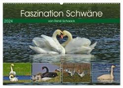Faszination Schwäne (Wandkalender 2024 DIN A2 quer), CALVENDO Monatskalender