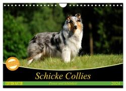 Schicke Collies (Wandkalender 2024 DIN A4 quer), CALVENDO Monatskalender