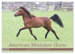 American Miniature Horse (Wandkalender 2024 DIN A4 quer), CALVENDO Monatskalender
