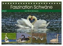 Faszination Schwäne (Tischkalender 2024 DIN A5 quer), CALVENDO Monatskalender