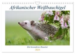 Afrikanische Weißbauchigel (Wandkalender 2024 DIN A4 quer), CALVENDO Monatskalender