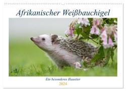 Afrikanische Weißbauchigel (Wandkalender 2024 DIN A2 quer), CALVENDO Monatskalender