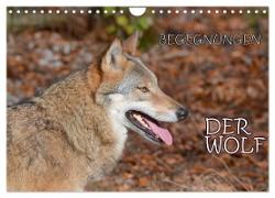 Begegnungen DER WOLF (Wandkalender 2024 DIN A4 quer), CALVENDO Monatskalender