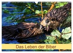 Das Leben der Biber (Wandkalender 2024 DIN A3 quer), CALVENDO Monatskalender