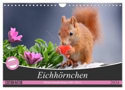 Eichhörnchen Momentaufnahmen fürs Herz (Wandkalender 2024 DIN A4 quer), CALVENDO Monatskalender