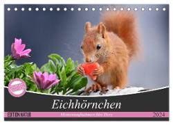 Eichhörnchen Momentaufnahmen fürs Herz (Tischkalender 2024 DIN A5 quer), CALVENDO Monatskalender