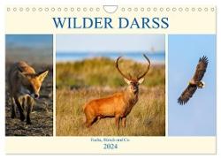 Wilder Darß - Fuchs, Hirsch und Co. 2024 (Wandkalender 2024 DIN A4 quer), CALVENDO Monatskalender