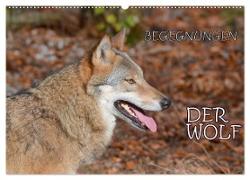 Begegnungen DER WOLF (Wandkalender 2024 DIN A2 quer), CALVENDO Monatskalender