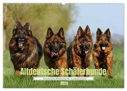Altdeutsche Schäferhunde - Traumhafte Schäferhunde Langstockhaar (Wandkalender 2024 DIN A2 quer), CALVENDO Monatskalender