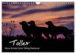 Toller - Nova Scotia Duck Tolling Retriever (Wandkalender 2024 DIN A4 quer), CALVENDO Monatskalender
