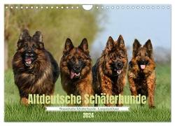 Altdeutsche Schäferhunde - Traumhafte Schäferhunde Langstockhaar (Wandkalender 2024 DIN A4 quer), CALVENDO Monatskalender