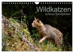 Wildkatzen - scheue Samtpfoten (Wandkalender 2024 DIN A4 quer), CALVENDO Monatskalender