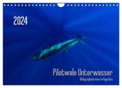 Pilotwale Unterwasser - Globicephala macrorhynchus (Wandkalender 2024 DIN A4 quer), CALVENDO Monatskalender