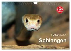 Gefährliche Schlangen (Wandkalender 2024 DIN A4 quer), CALVENDO Monatskalender