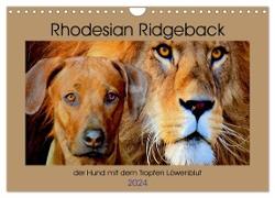 Rhodesian Ridgeback der Hund mit dem Tropfen Löwenblut (Wandkalender 2024 DIN A4 quer), CALVENDO Monatskalender