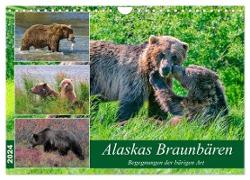 Alaskas Braunbären - Begegnungen der bärigen Art (Wandkalender 2024 DIN A4 quer), CALVENDO Monatskalender
