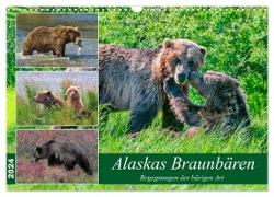 Alaskas Braunbären - Begegnungen der bärigen Art (Wandkalender 2024 DIN A3 quer), CALVENDO Monatskalender