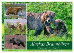 Alaskas Braunbären - Begegnungen der bärigen Art (Tischkalender 2024 DIN A5 quer), CALVENDO Monatskalender
