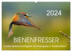 Bienenfresser, unsere farbenprächtigsten Sommergäste in Deutschland (Wandkalender 2024 DIN A2 quer), CALVENDO Monatskalender