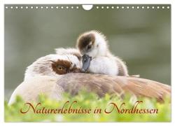 Naturerlebnisse in Nordhessen (Wandkalender 2024 DIN A4 quer), CALVENDO Monatskalender