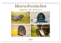 MEERSCHWEINCHEN neugierig - süß - liebenswert (Tischkalender 2024 DIN A5 quer), CALVENDO Monatskalender