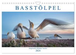 Basstölpel - Helgolands tollkühne Taucher (Wandkalender 2024 DIN A4 quer), CALVENDO Monatskalender