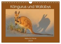 Kängururs und Wallabys (Wandkalender 2024 DIN A4 quer), CALVENDO Monatskalender