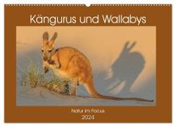 Kängururs und Wallabys (Wandkalender 2024 DIN A2 quer), CALVENDO Monatskalender