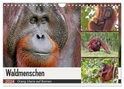 Waldmenschen - Orang Utans auf Borneo (Wandkalender 2024 DIN A4 quer), CALVENDO Monatskalender