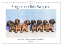 Berger de Brie - Welpen (Wandkalender 2024 DIN A4 quer), CALVENDO Monatskalender
