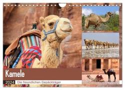 Kamele - Die freundlichen Gepäckträger (Wandkalender 2024 DIN A4 quer), CALVENDO Monatskalender