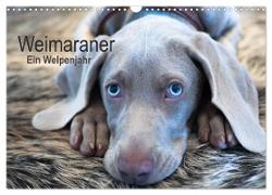 Weimaraner - Ein Welpenjahr (Wandkalender 2024 DIN A3 quer), CALVENDO Monatskalender
