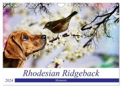 Rhodesian Ridgeback - Moments (Wandkalender 2024 DIN A4 quer), CALVENDO Monatskalender