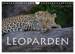 Leoparden - groß und klein (Wandkalender 2024 DIN A4 quer), CALVENDO Monatskalender