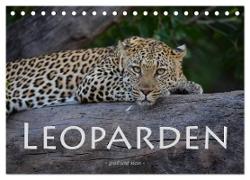 Leoparden - groß und klein (Tischkalender 2024 DIN A5 quer), CALVENDO Monatskalender