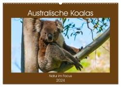Australische Koalas (Wandkalender 2024 DIN A2 quer), CALVENDO Monatskalender